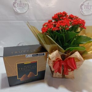Kalanchoe com Trufas Belgas