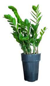 Flor Zamioculcas P17